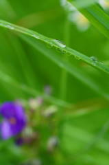 雨露多様