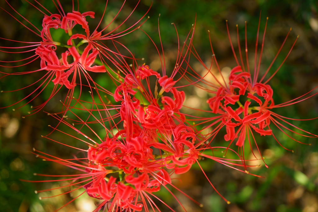 花火のように