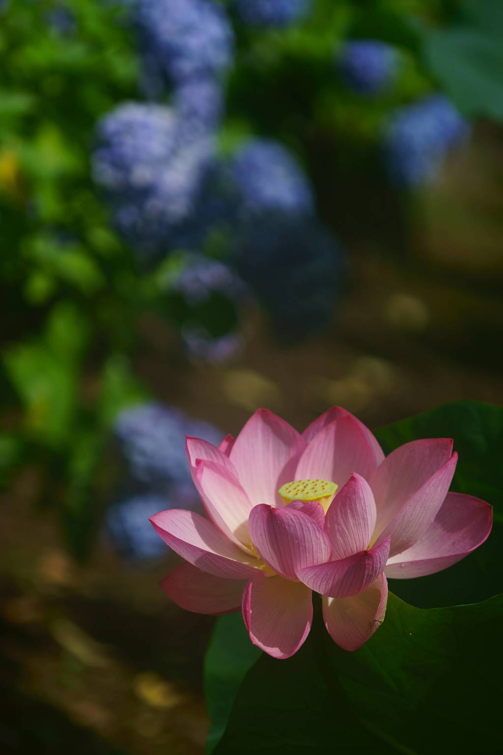 主役は蓮の花Ⅱ