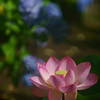 主役は蓮の花Ⅱ