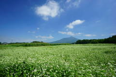 筑波山の西に広がる蕎麦畑