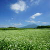 筑波山の西に広がる蕎麦畑
