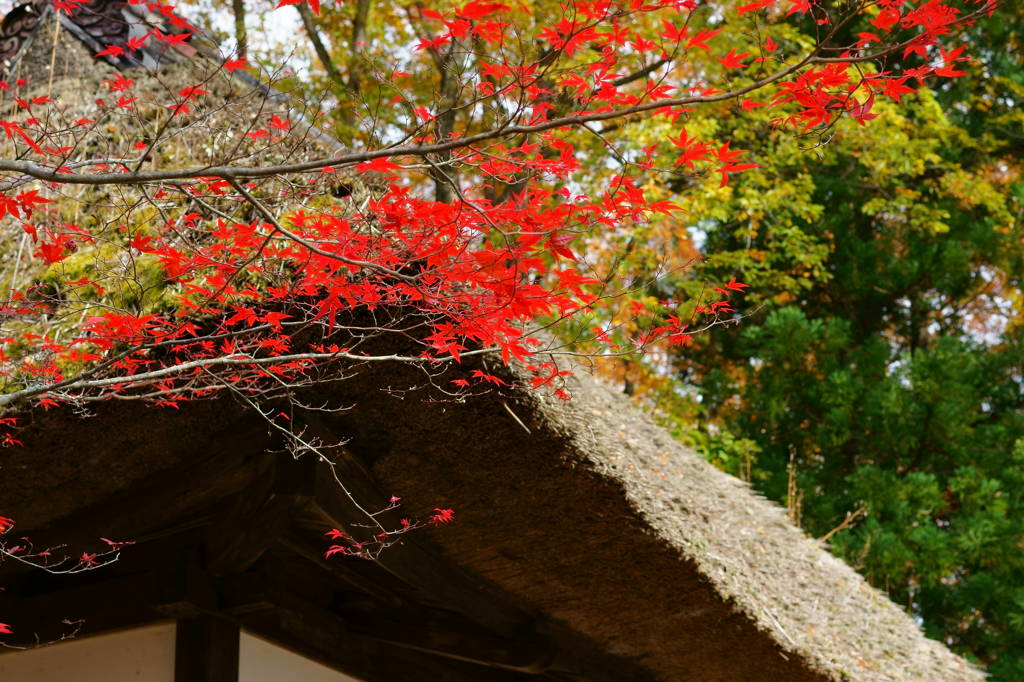 寂しい紅葉