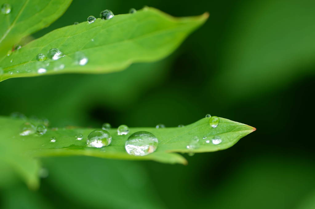 雨上がり