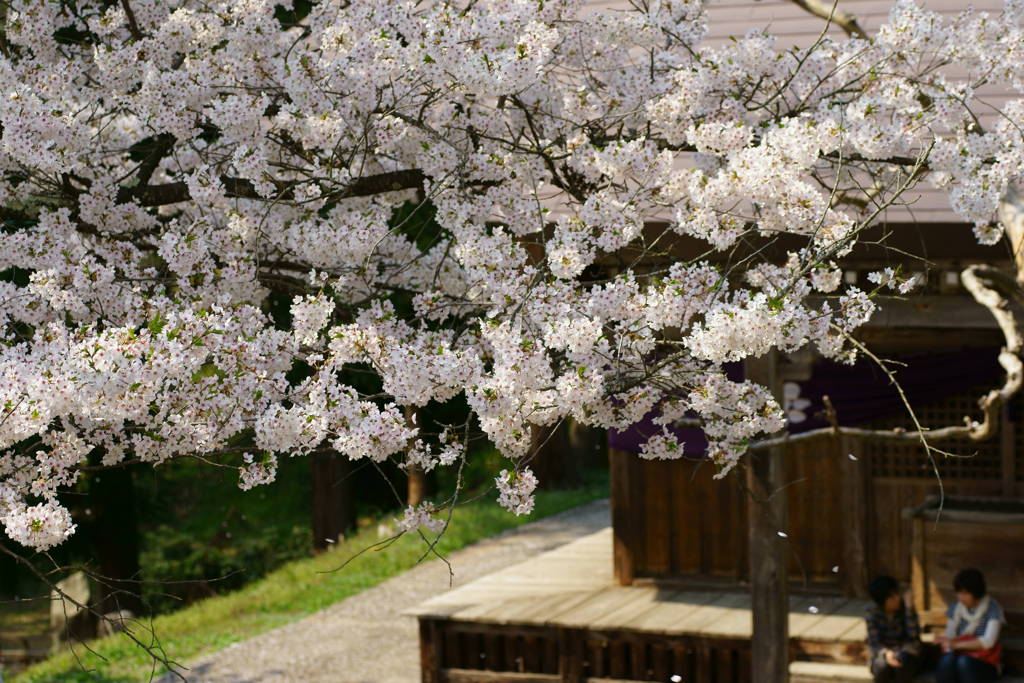 ある春の日