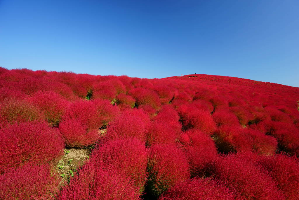 誰もいない紅の丘を撮りたくて