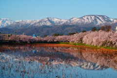 桜と雪山