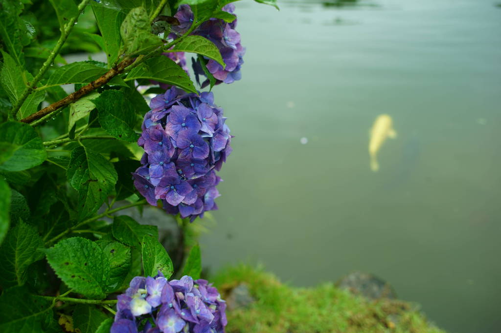 雨の紫陽花池