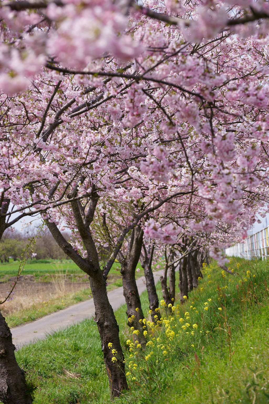 桜並木