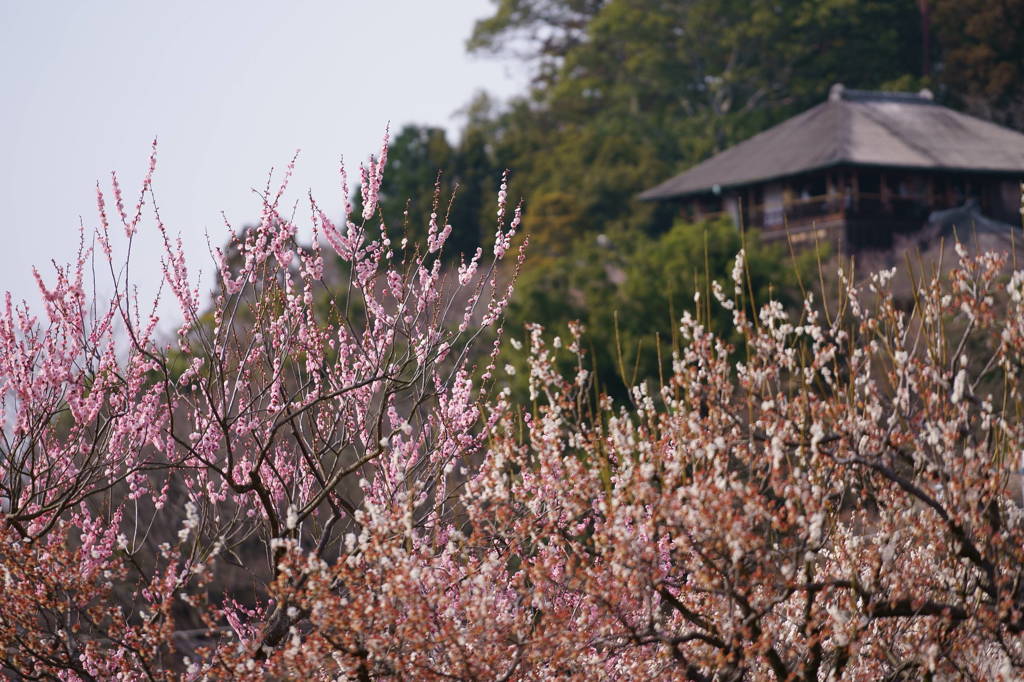 陽春