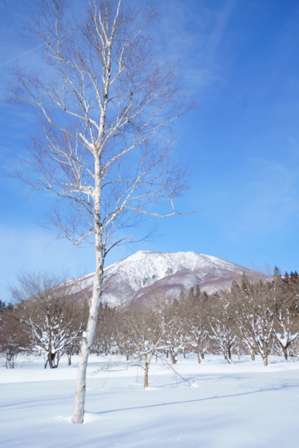 ホワイトバランス