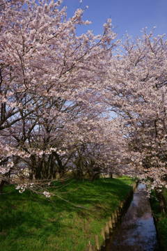 堤桜