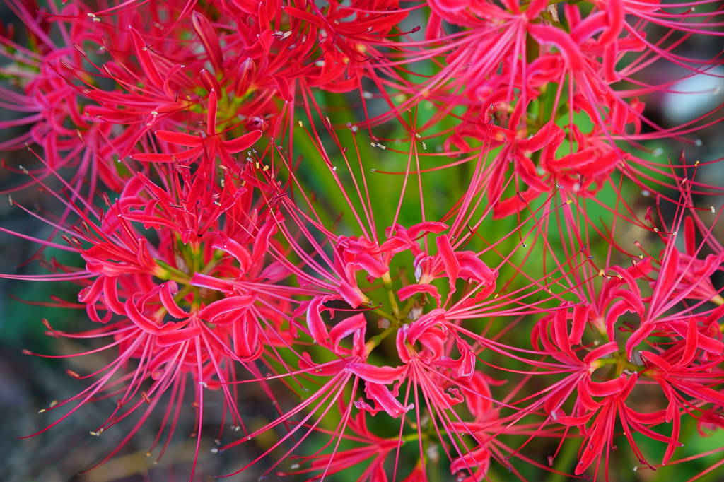 花火のようにⅡ