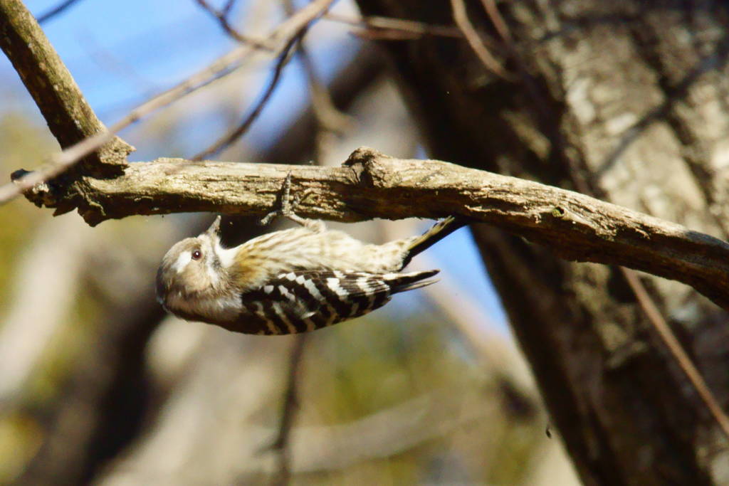 ガサツ者の野鳥撮り