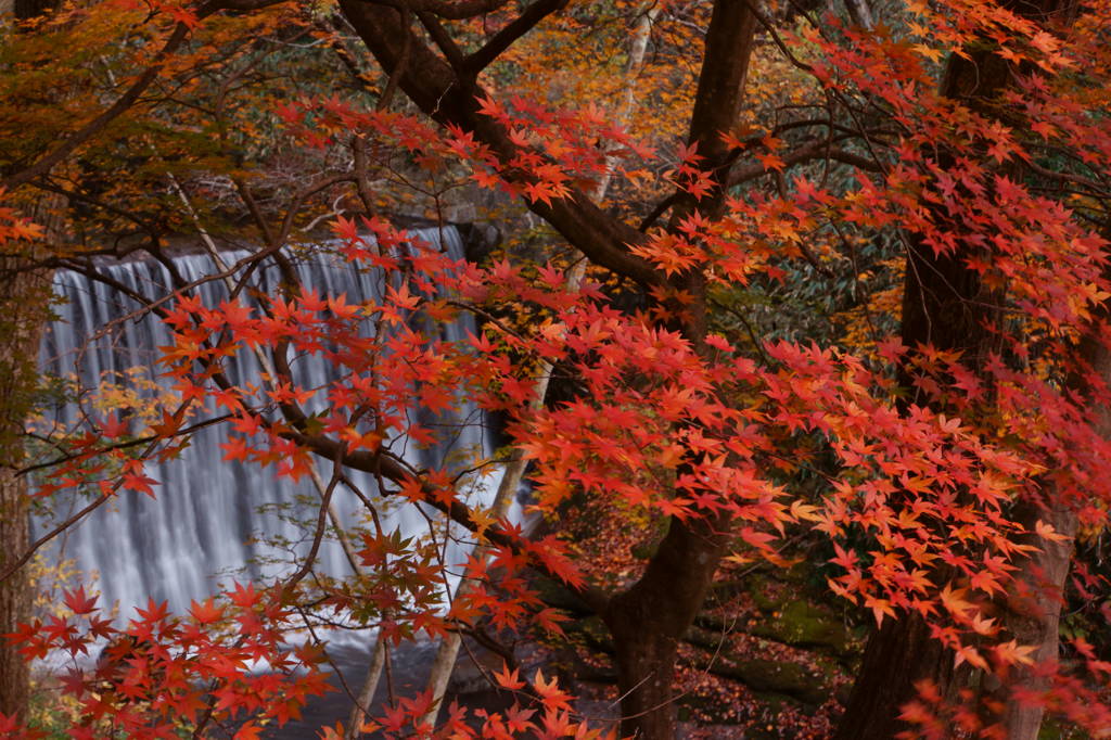 花貫渓谷紅葉狩りⅢ
