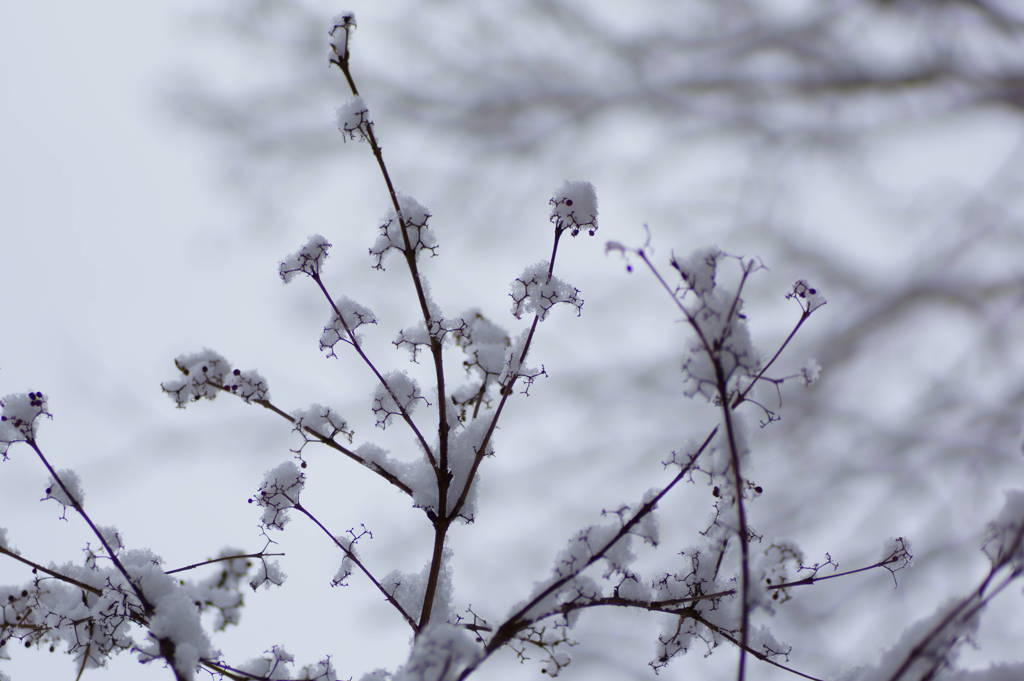 雪花