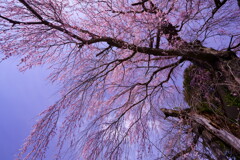 古木しだれ桜