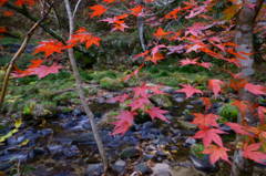 花貫渓谷紅葉