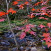 花貫渓谷紅葉