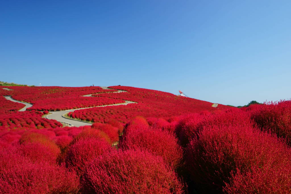 誰もいない紅の丘を撮りたくてⅡ