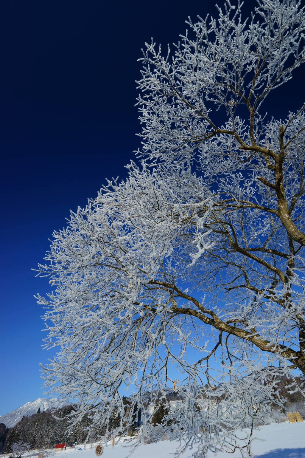 雪花