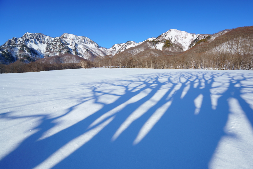 大樹の影