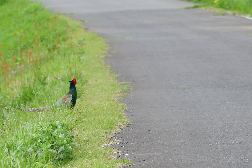 道路に向かう