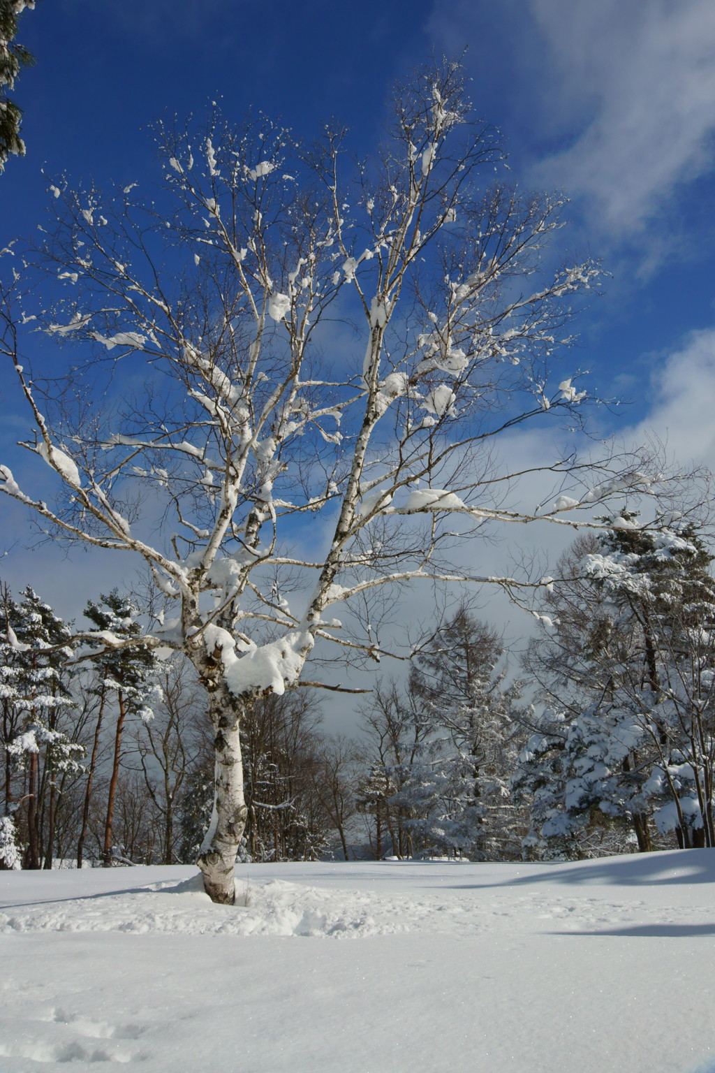 雪と白樺が撮りたくて