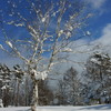 雪と白樺が撮りたくて