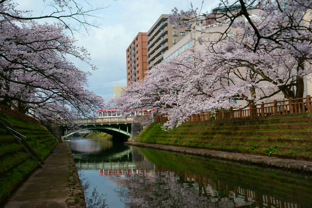 桜電車Ⅱ