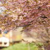 主役は桜