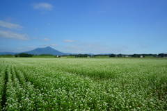 茨城といえば常陸秋そば