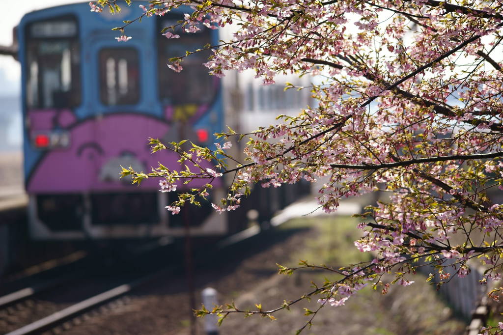 主役は桜逆光編