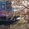 主役は桜逆光編