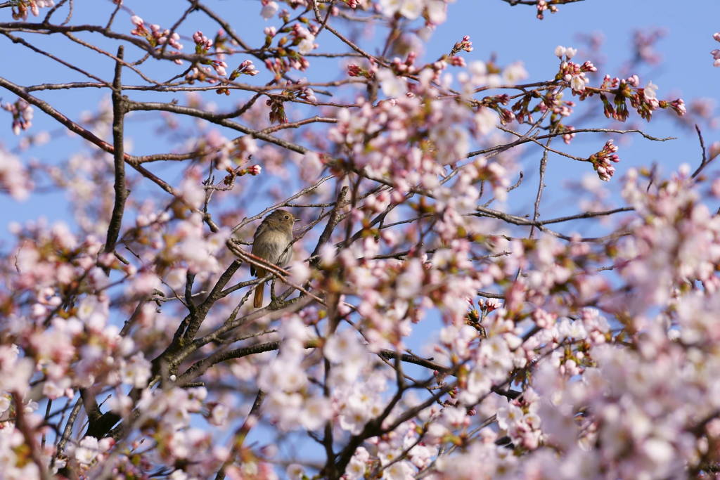 桜花に誘われて