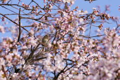 桜花に誘われて