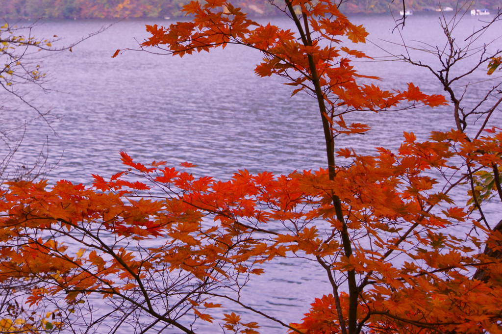 湖畔の紅葉