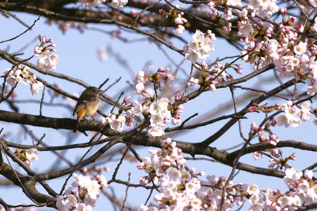 桜花に誘われてⅡ