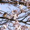 桜花に誘われてⅡ