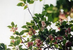 八重桜