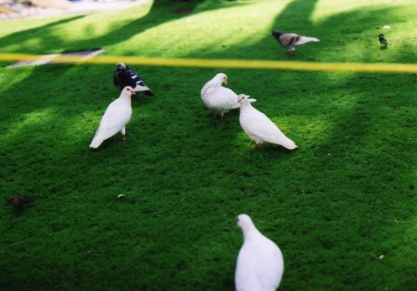 Pigeon