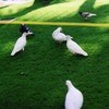 Pigeon