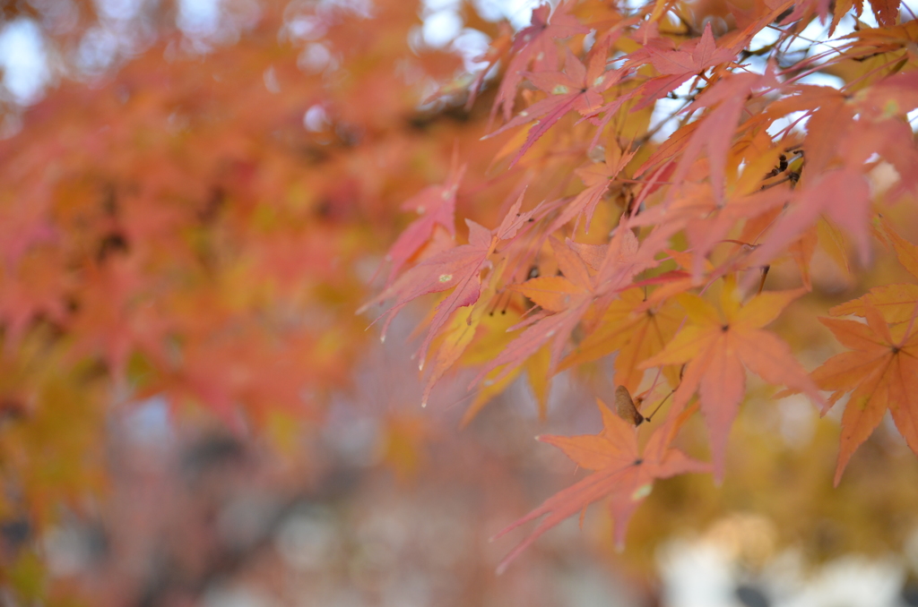 浅い紅葉