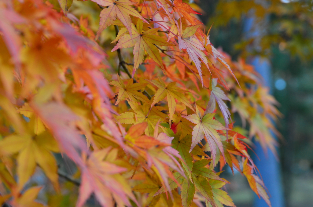 謙虚な紅葉