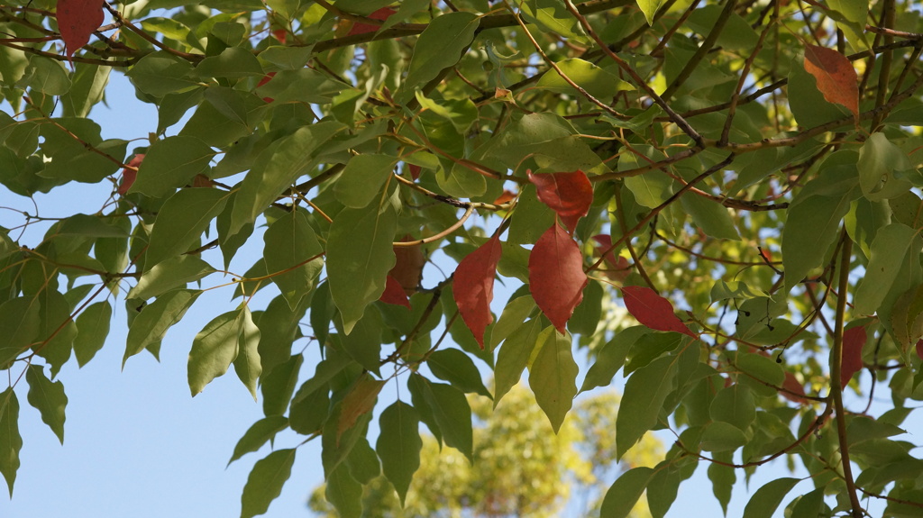 お先に！色づきます。