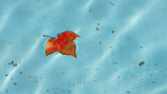 落ち葉のリゾート気分