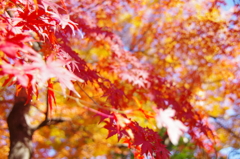 紅葉