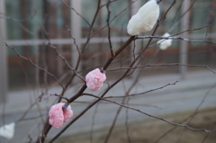 餅の花