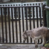 ぬれそぼる・・・