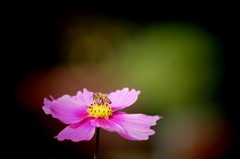 京都植物園① 013